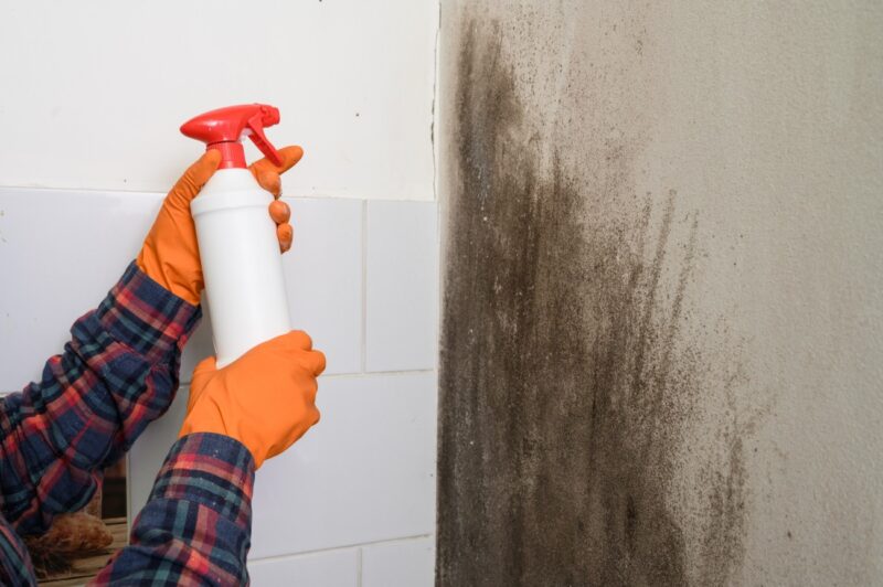 Does Bleach Kill Black Mold?