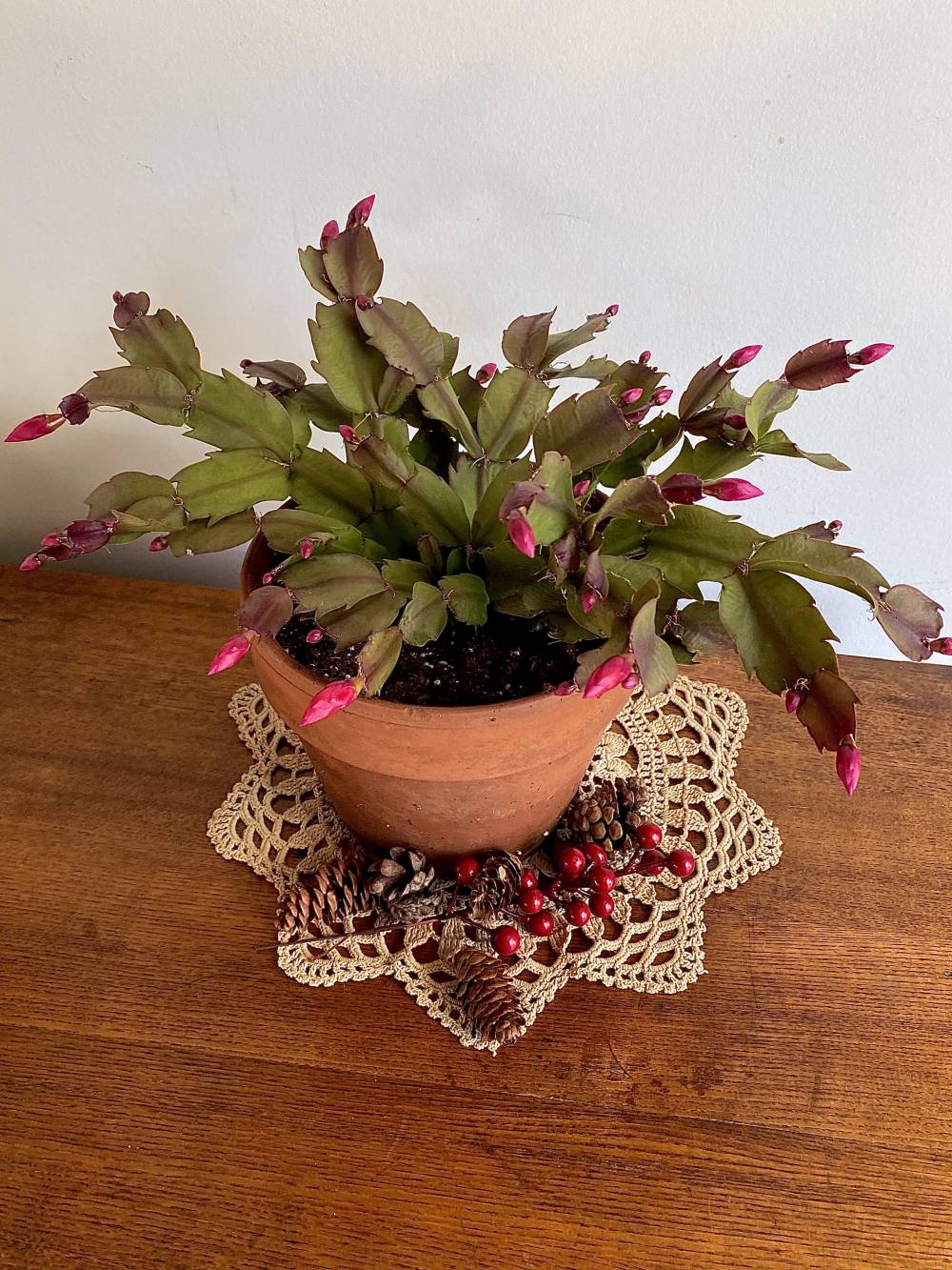 Christmas Cactus