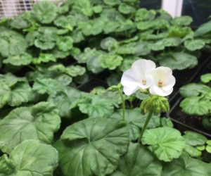 DIY Early Start Flowers for Flower Boxes