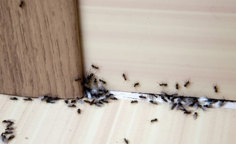 Does Bleach Kill Ants?