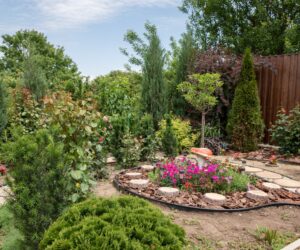 Fast Growing Shade Trees For Any Yard