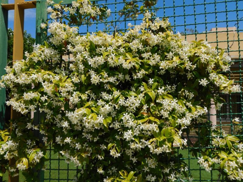 How To Make a Chain Link Fence Look Good