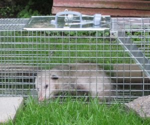 How To Get Rid Of Opossums