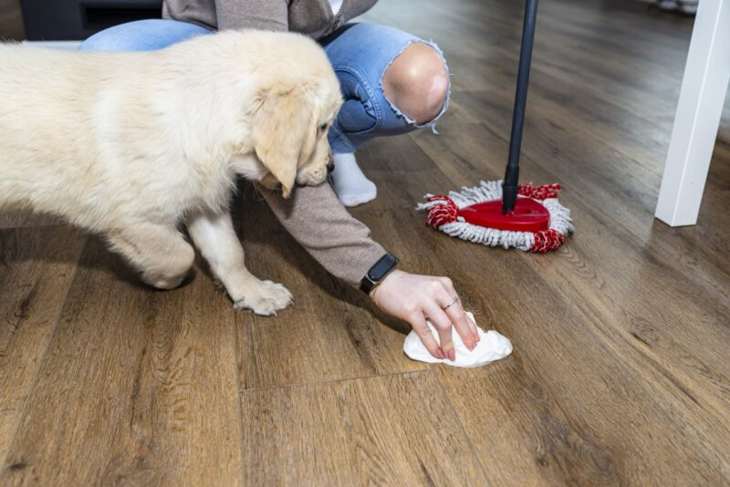 This is The Only Type of Cleaner You Should Use on Pet Stains