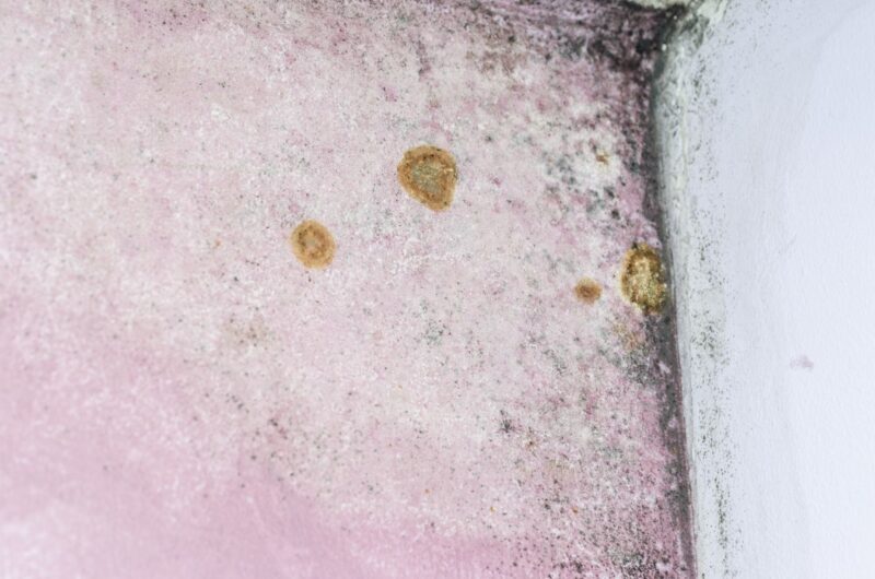 How To Get Rid Of Pink Mold