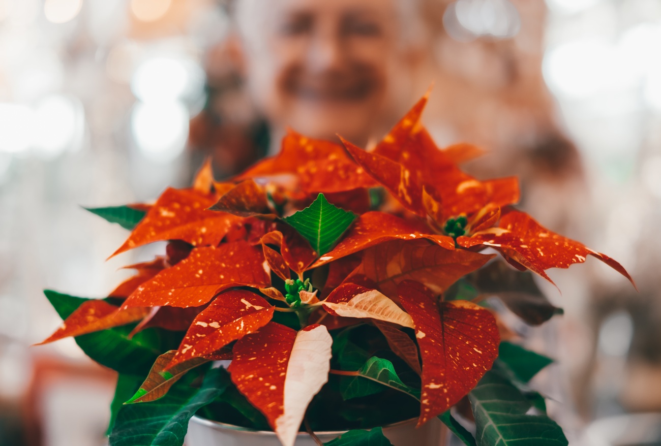 Christmas Cactus