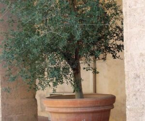 Terracotta Pots From the Simple to the Elegant